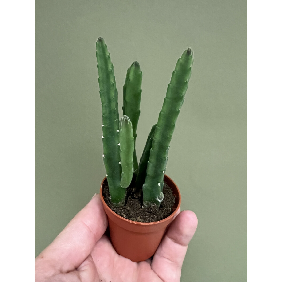 Stapelia leendertziae box