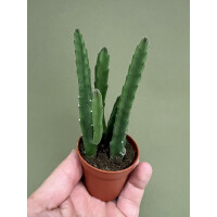 Stapelia leendertziae