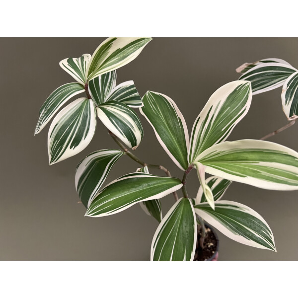 Cheilocostus speciosus Variegated