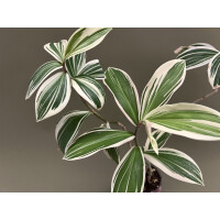 Cheilocostus speciosus Variegated