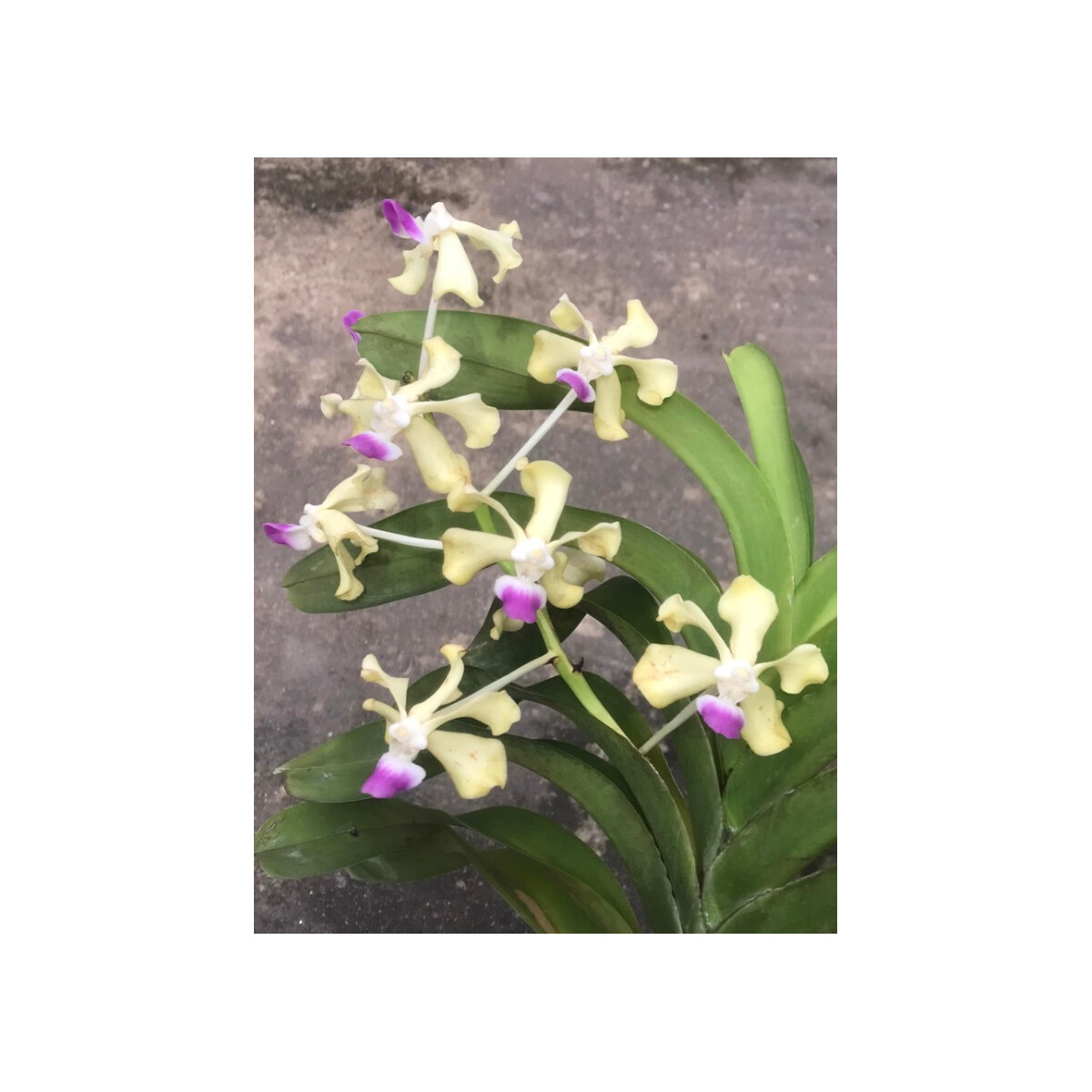 Vanda ustii Babyplant