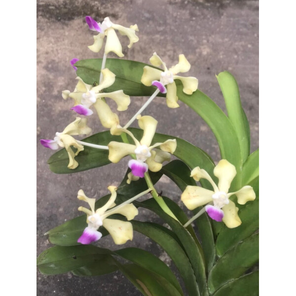 Vanda ustii Babyplant