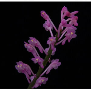 Aerides rubescens