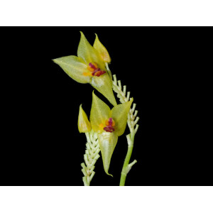 Lepanthes auriculata