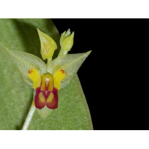 Lepanthes auriculata
