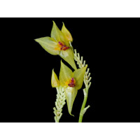 Lepanthes auriculata