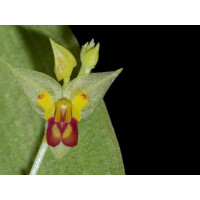 Lepanthes auriculata