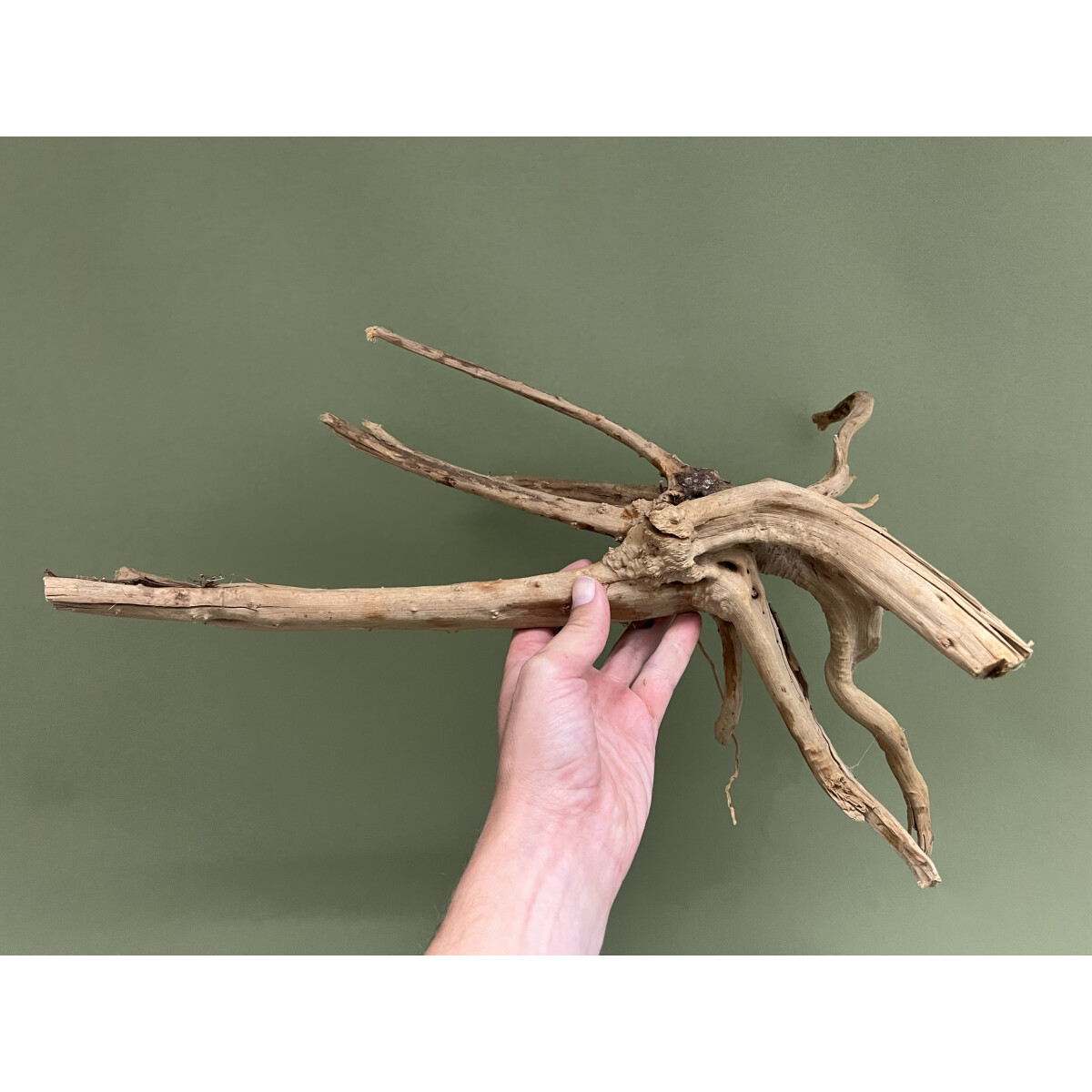 Fingerwurzel 35-50cm