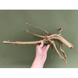 Fingerwurzel 35-50cm