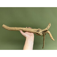 Fingerwurzel 35-50cm