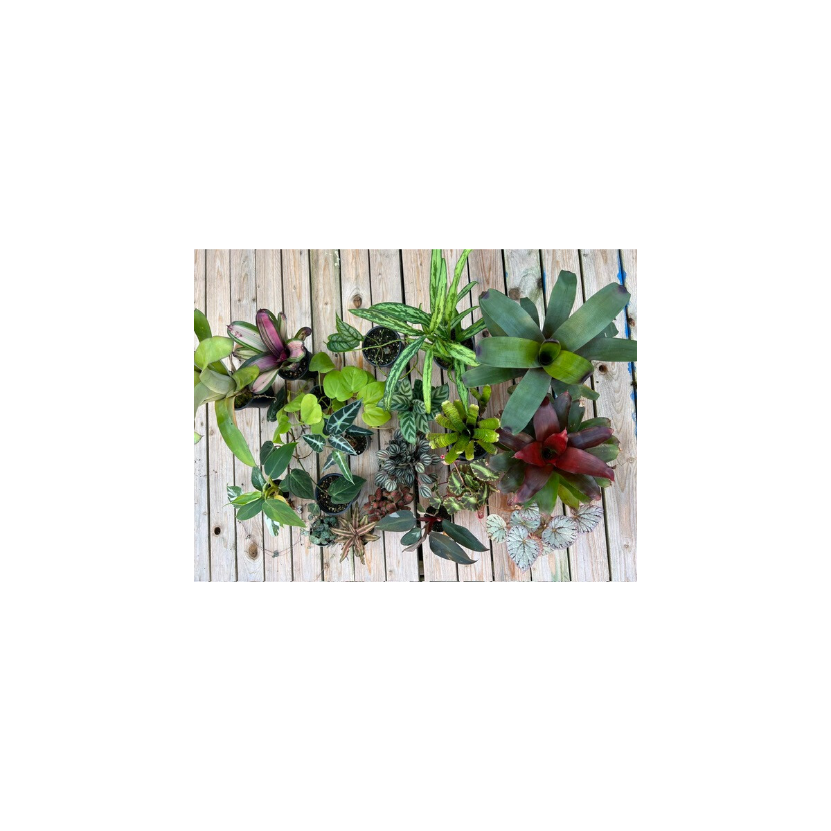 biOrb EARTH 125 Pflanzenset