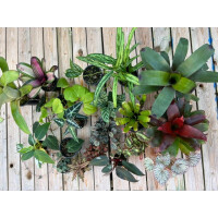 biOrb EARTH 125 Pflanzenset