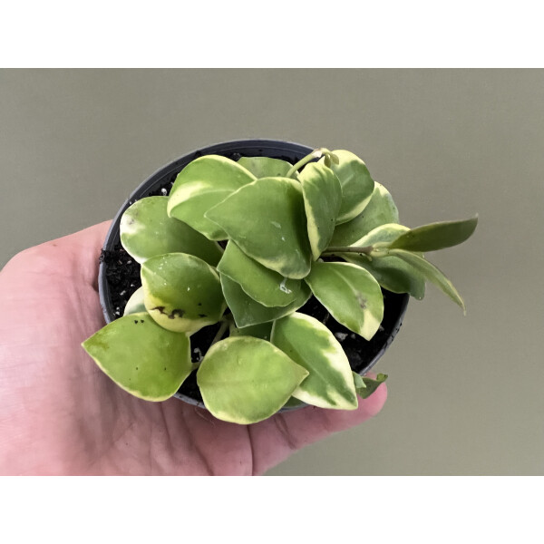 Hoya heuschkeliana variegata