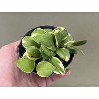 Hoya heuschkeliana variegata