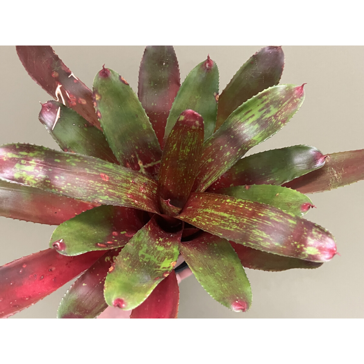 Neoregelia Red Sensation