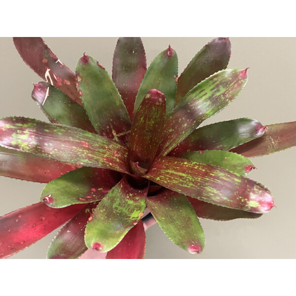 Neoregelia Red Sensation