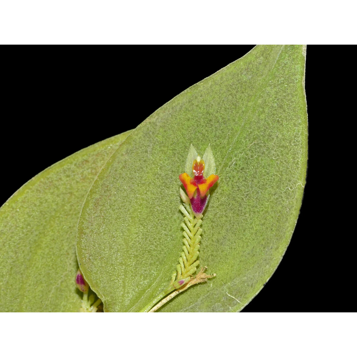 Lepanthes chorista