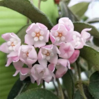hoya thomsonii