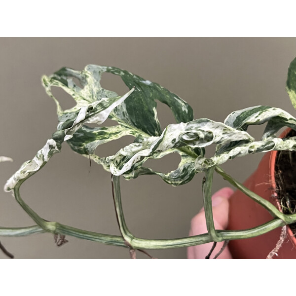 Monstera Frozen Freckles variegata Ableger, 9,90