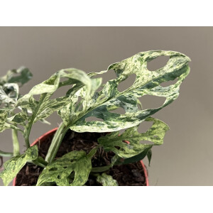 Monstera Frozen Freckles variegata Ableger