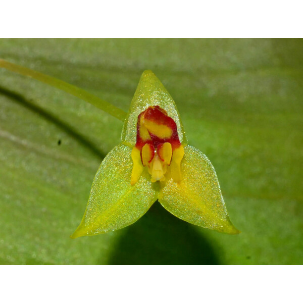 Lepanthes hugomedinae