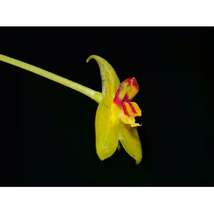 Lepanthes hugomedinae