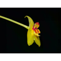 Lepanthes hugomedinae