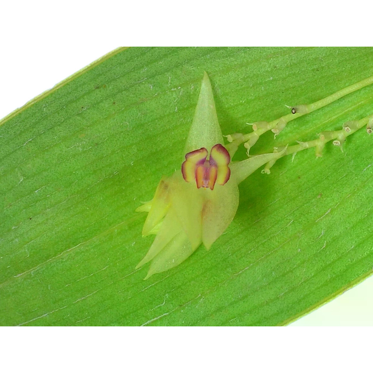 Lepanthes imitator