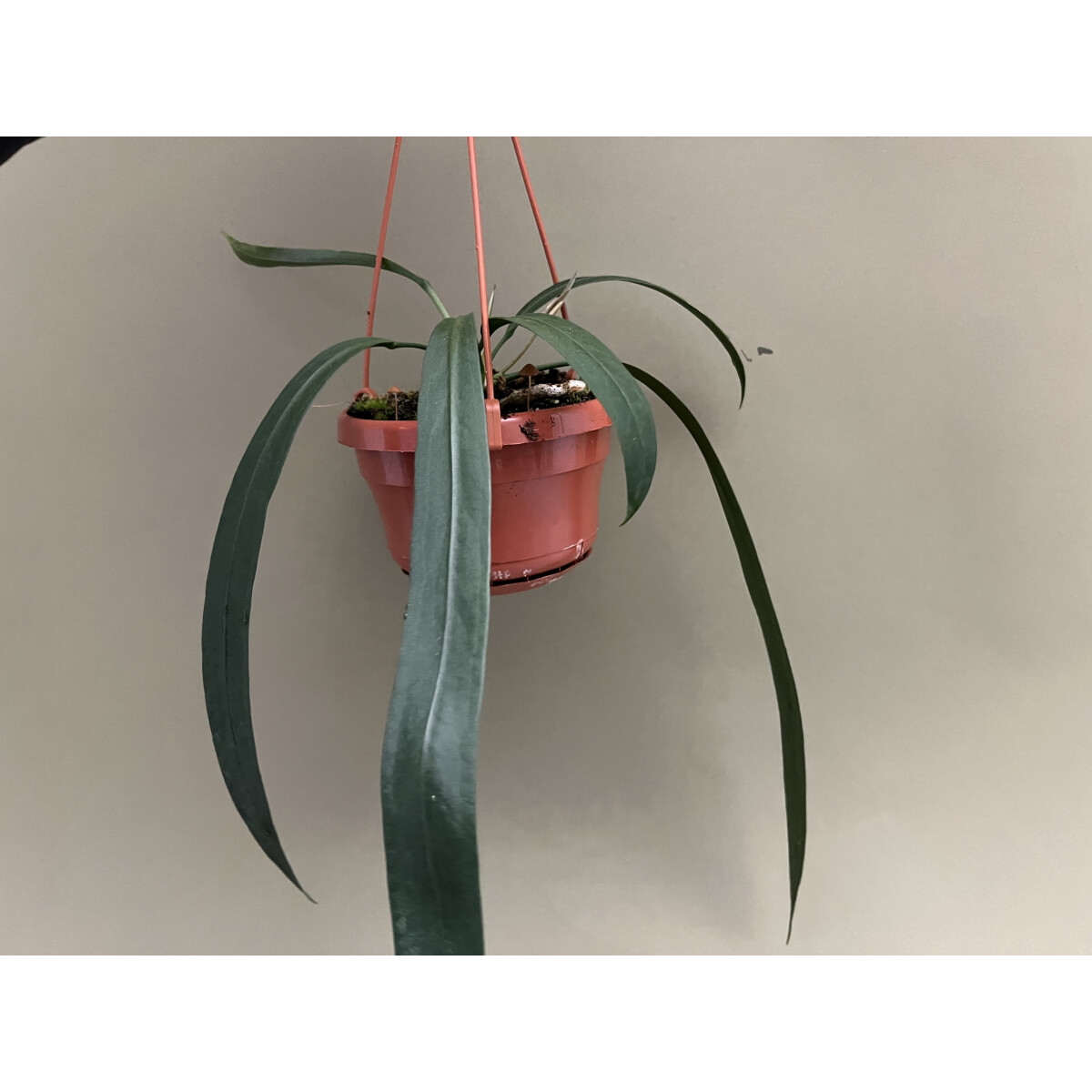 Anthurium Vittarifolium box