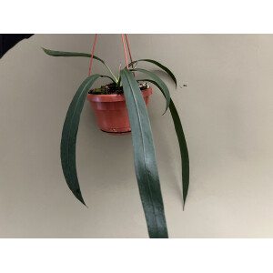 Anthurium Vittarifolium