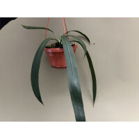 Anthurium Vittarifolium