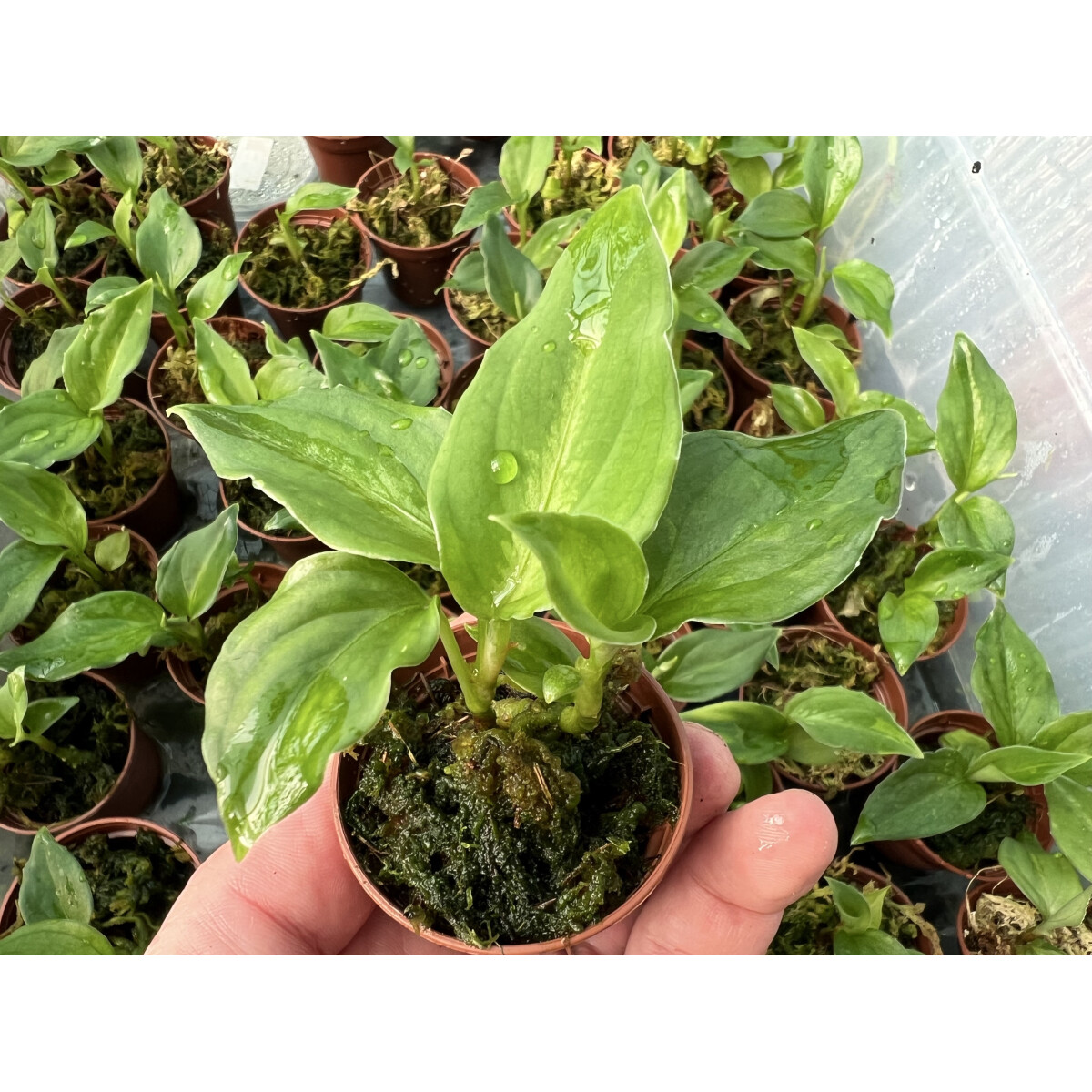 Aglaonema pictum tricolor Babyplant