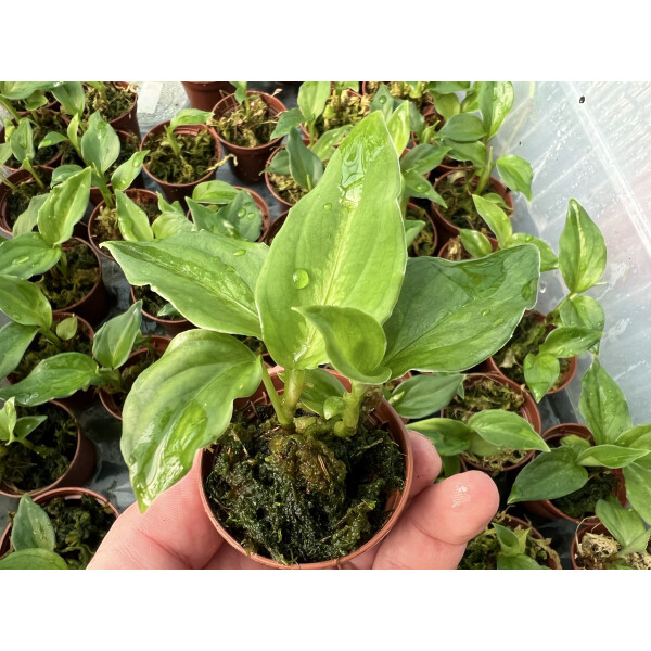 Aglaonema pictum tricolor Babyplant