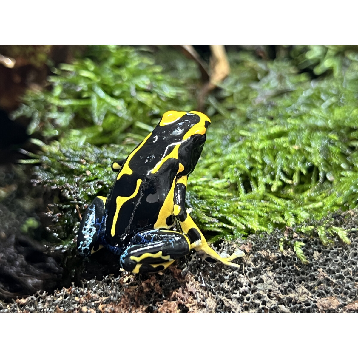Dendrobates tinctorius Alanis Pärchen