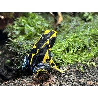 Dendrobates tinctorius Alanis Pärchen