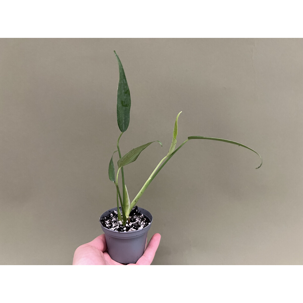 Monstera Burle Marx Flame M