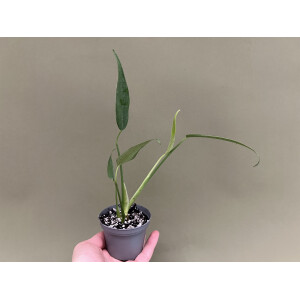 Monstera Burle Marx Flame M