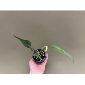 Monstera Burle Marx Flame M