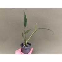 Monstera Burle Marx Flame M