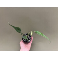 Monstera Burle Marx Flame M