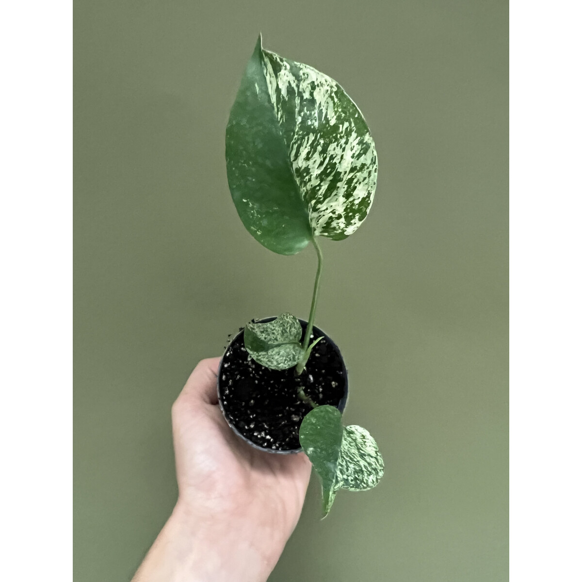 Monstera White Monster