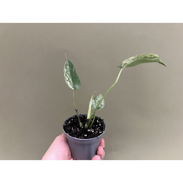 philodendron dragon variegata Philodendron Golden Dragon Variegated – TerraFlora Global