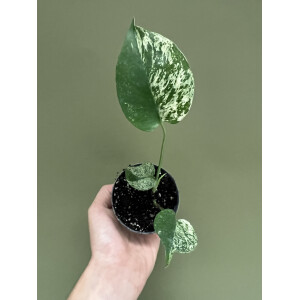 Monstera White Monster