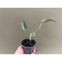 Monstera White Monster