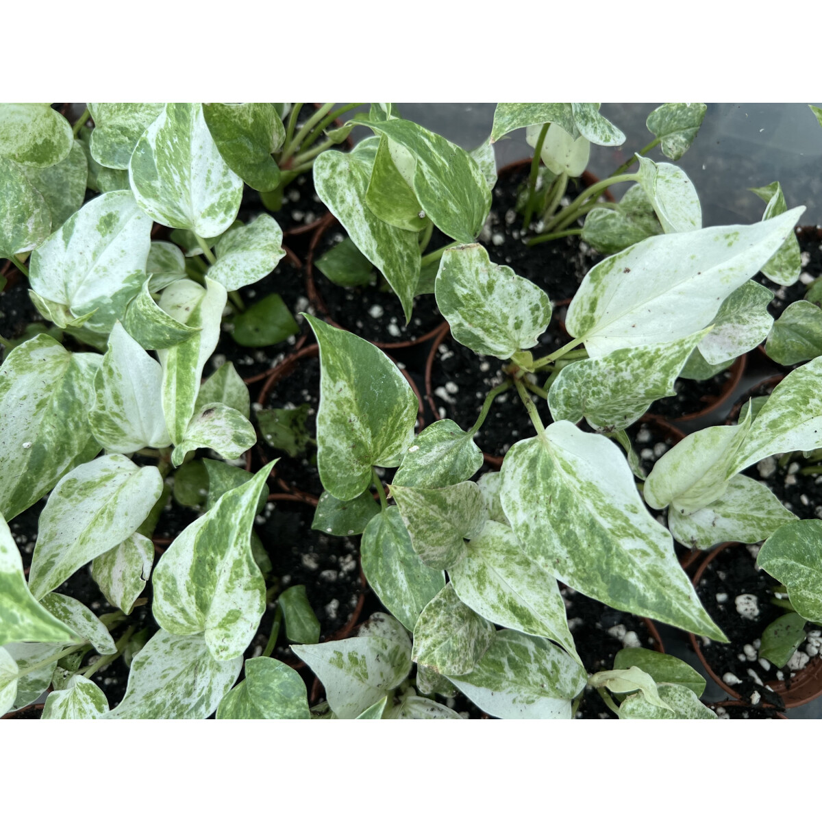Anthurium Pink Variegata