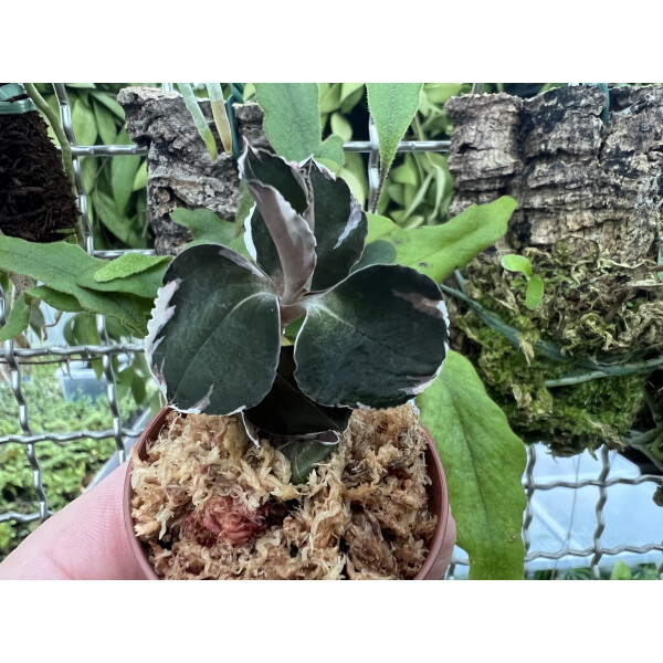 Anoectochilus Black Swan Variegata