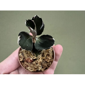 Anoectochilus Black Swan Variegata
