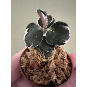 Anoectochilus Black Swan Variegata