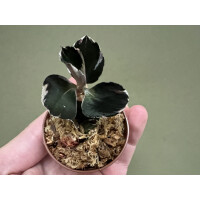 Anoectochilus Black Swan Variegata