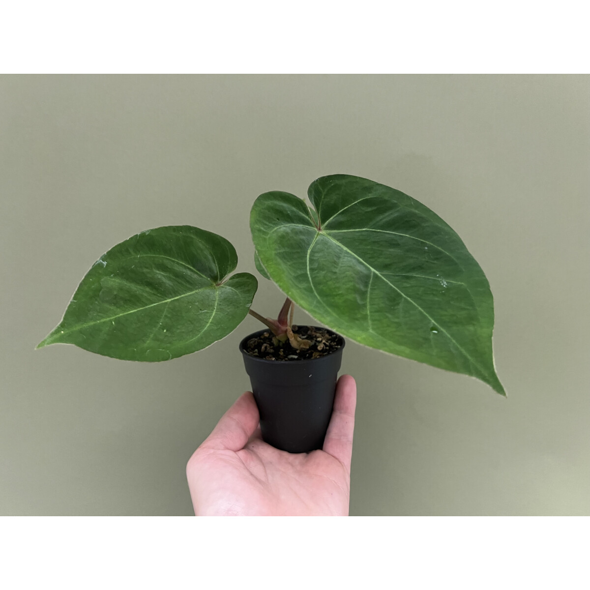 Anthurium dressleri KoS x Cvep M